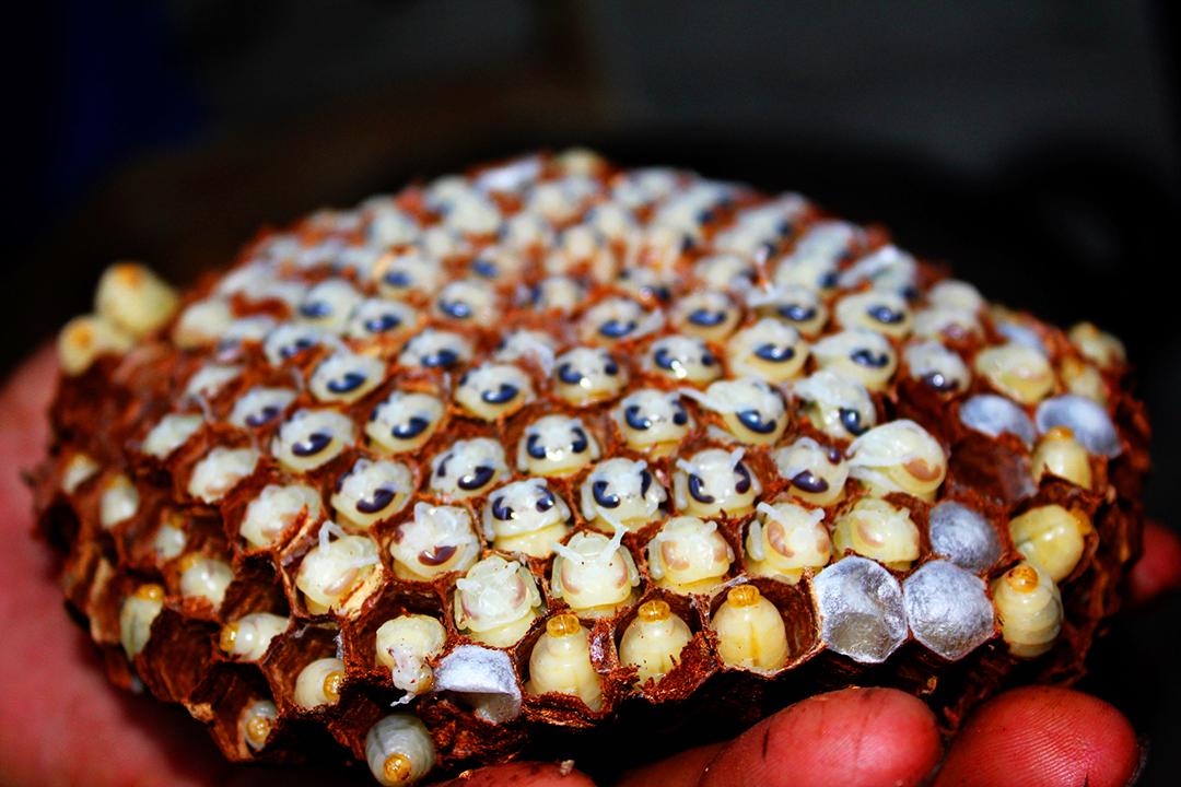 黑暗料理界的一股清流:云南这几种昆虫大餐,吃过的人都赞不绝口