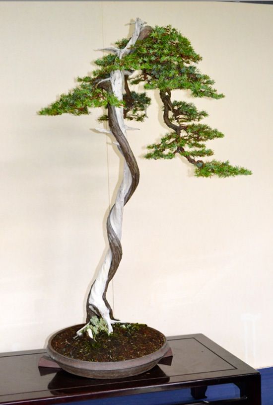 临水式盆景.这盆盆景没有柔美的线条,表现其野性与张狂.