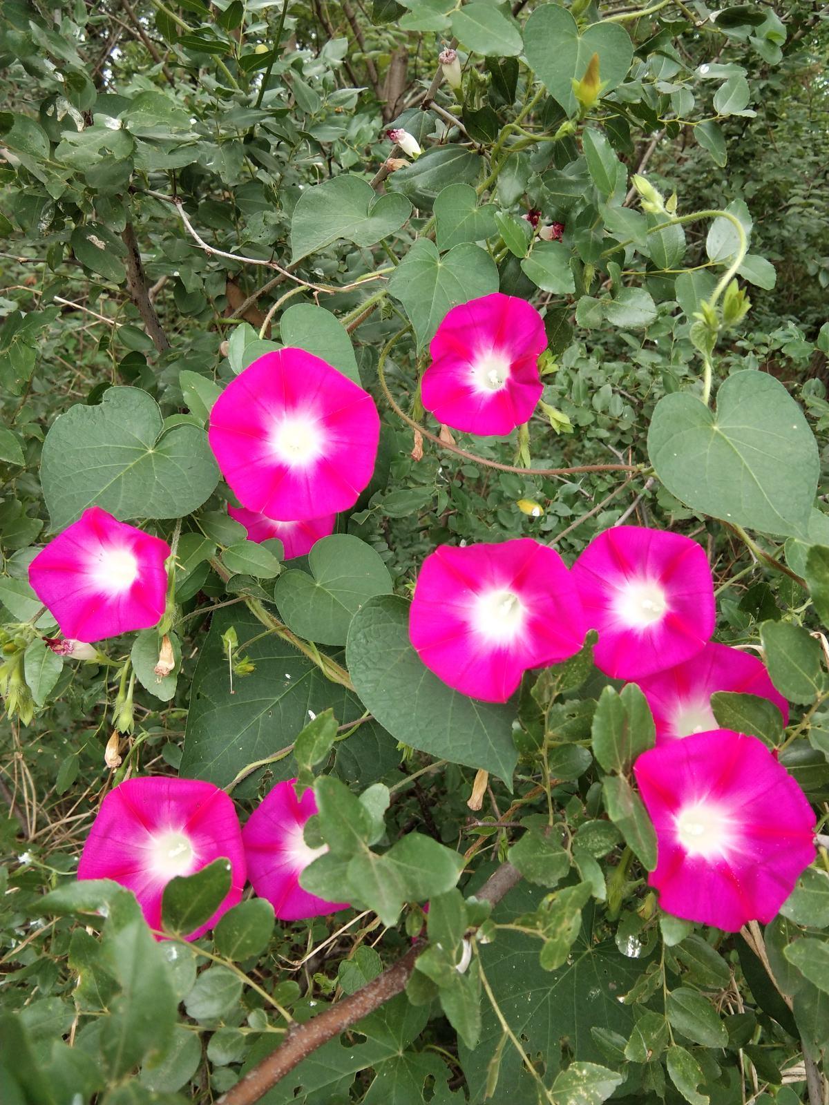 可爱的喇叭花,几粒种子就长满阳台,打了鸡血一样盛放!