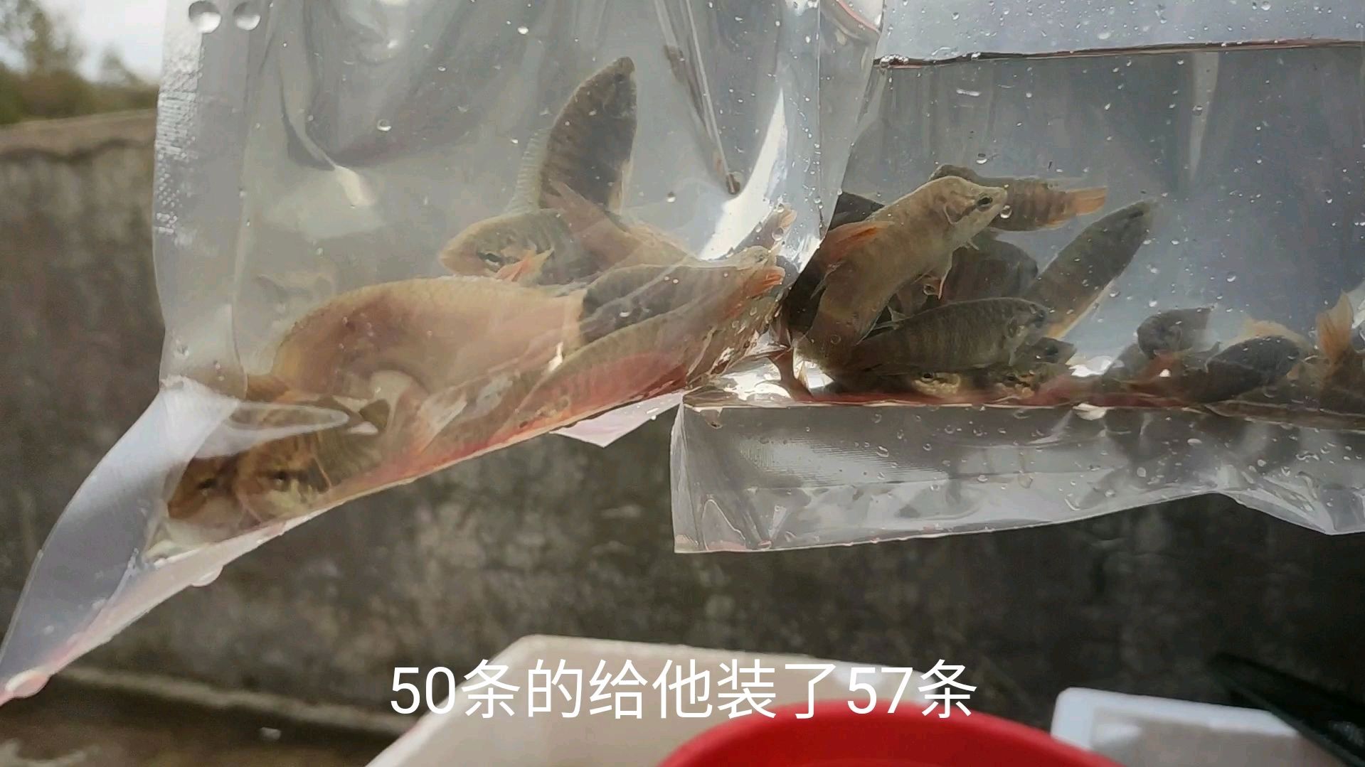 出血本打包用封口机,下午寄一份斗鱼跟三份条纹小鲃