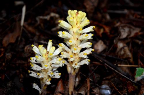 农村野外的植物黄花列当,被叫做不老草,作用和功效真不小