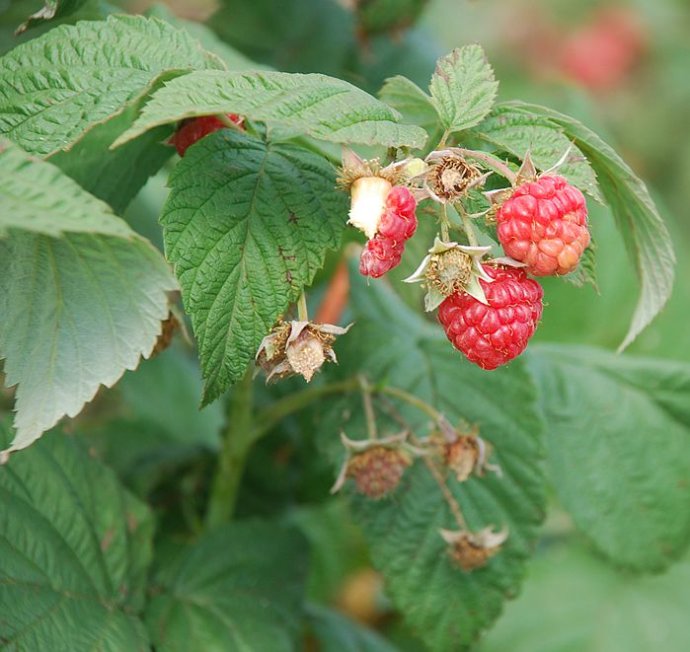 常用于遗精滑精,遗尿尿频,阳痿早泄,目暗昏花.