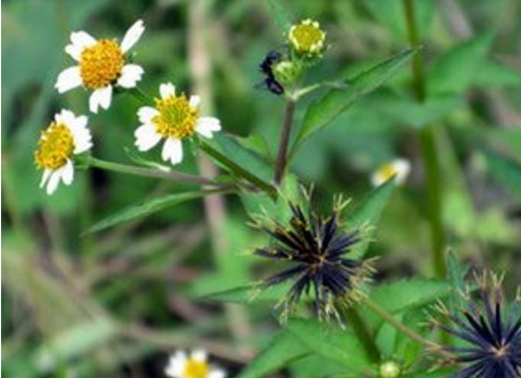 农村常见的野草,人称"豆渣草",种子讨人厌,茎叶却很美味