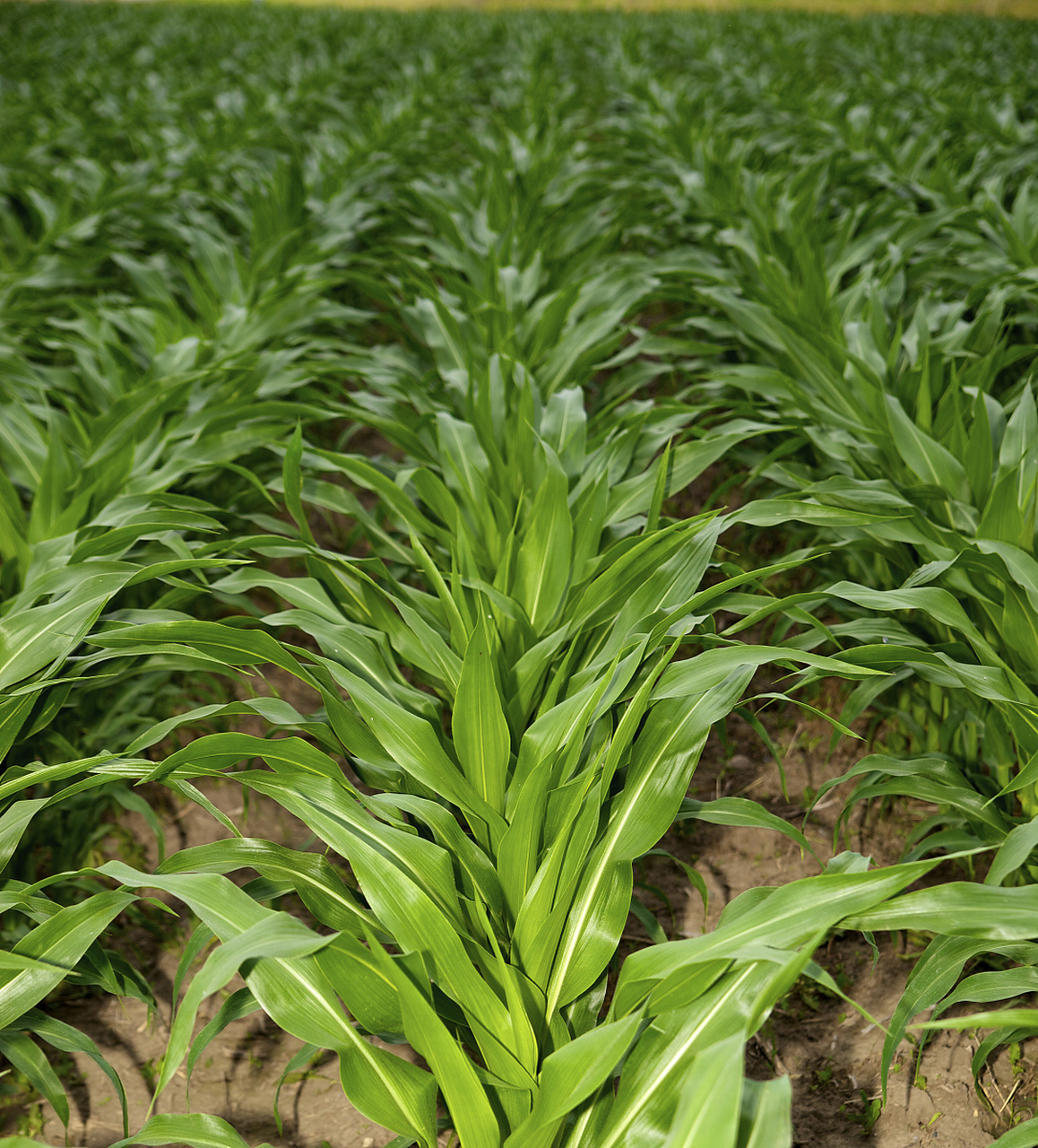 墨西哥玉米草是一种优质的牧草,要实现高产种植,需要掌握以下种植方法