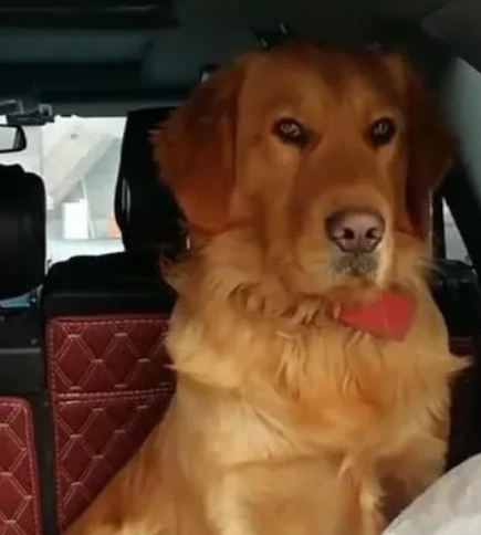 金毛见主人准备回家过年,偷偷跳进后备箱,正襟危坐的小表情亮了