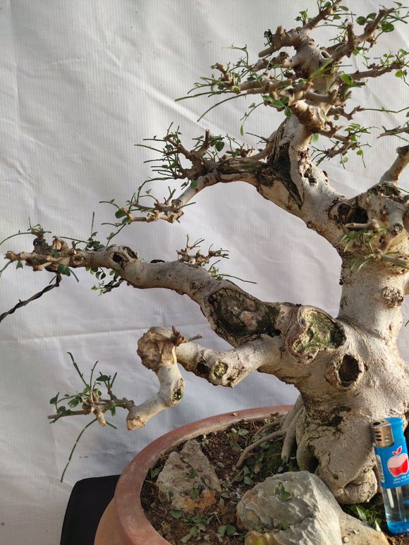 这个养了二十年的对节白蜡盆景造型如何?喜欢盆景的朋友鉴赏下吧