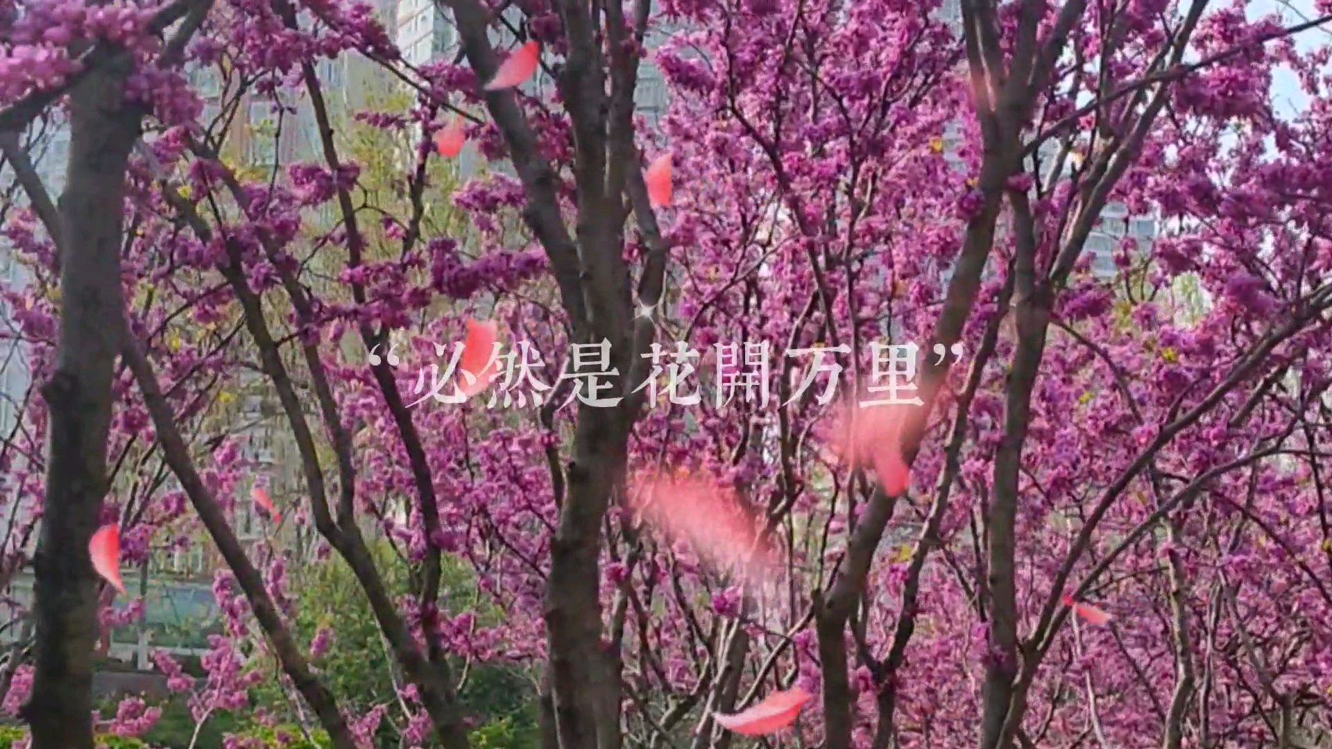 学着做视频,怎么样?活到老,学到老