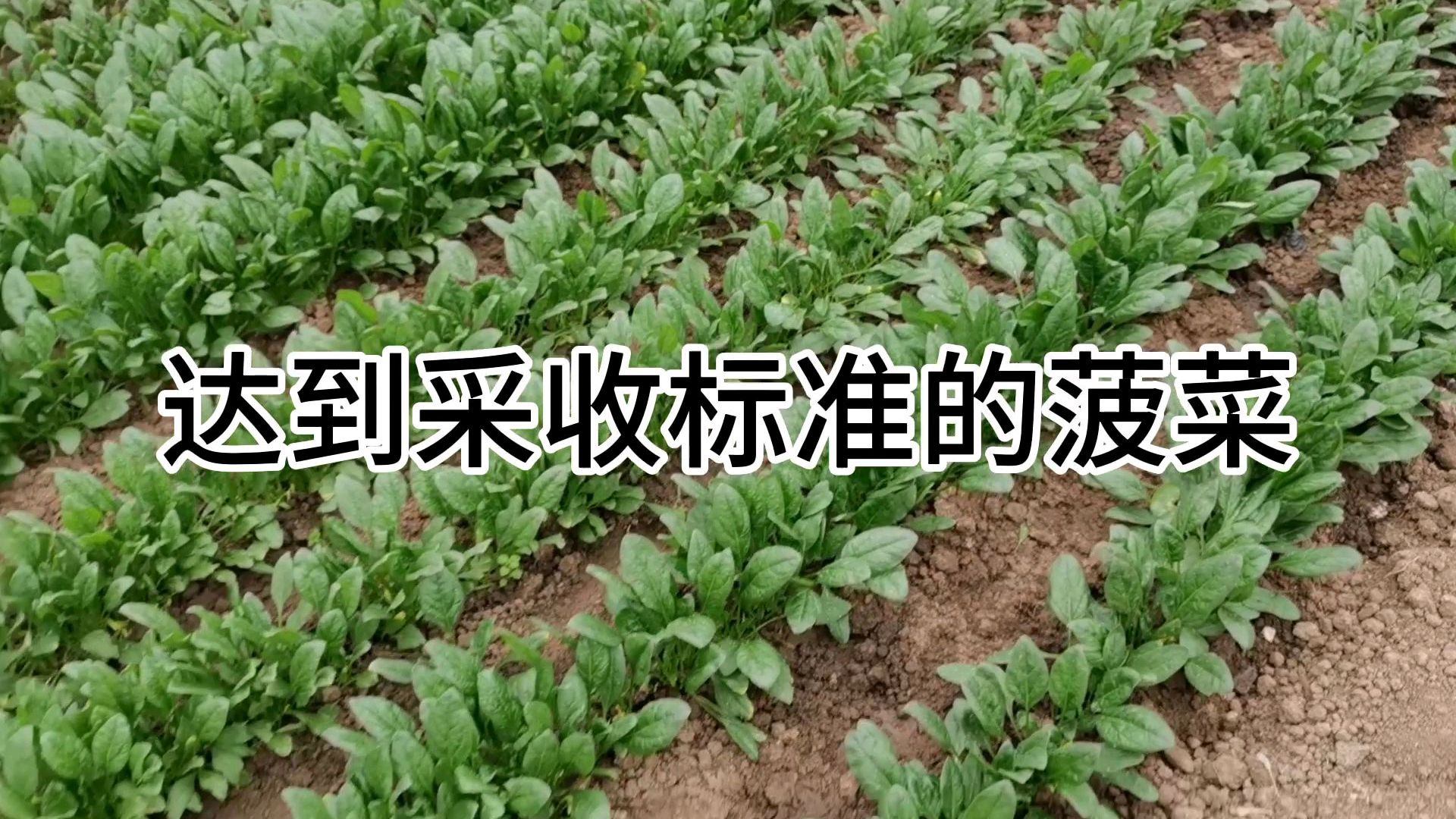 北方大棚如何种植秋菠菜?这样做,不长杂草、好管理、亩产3000斤