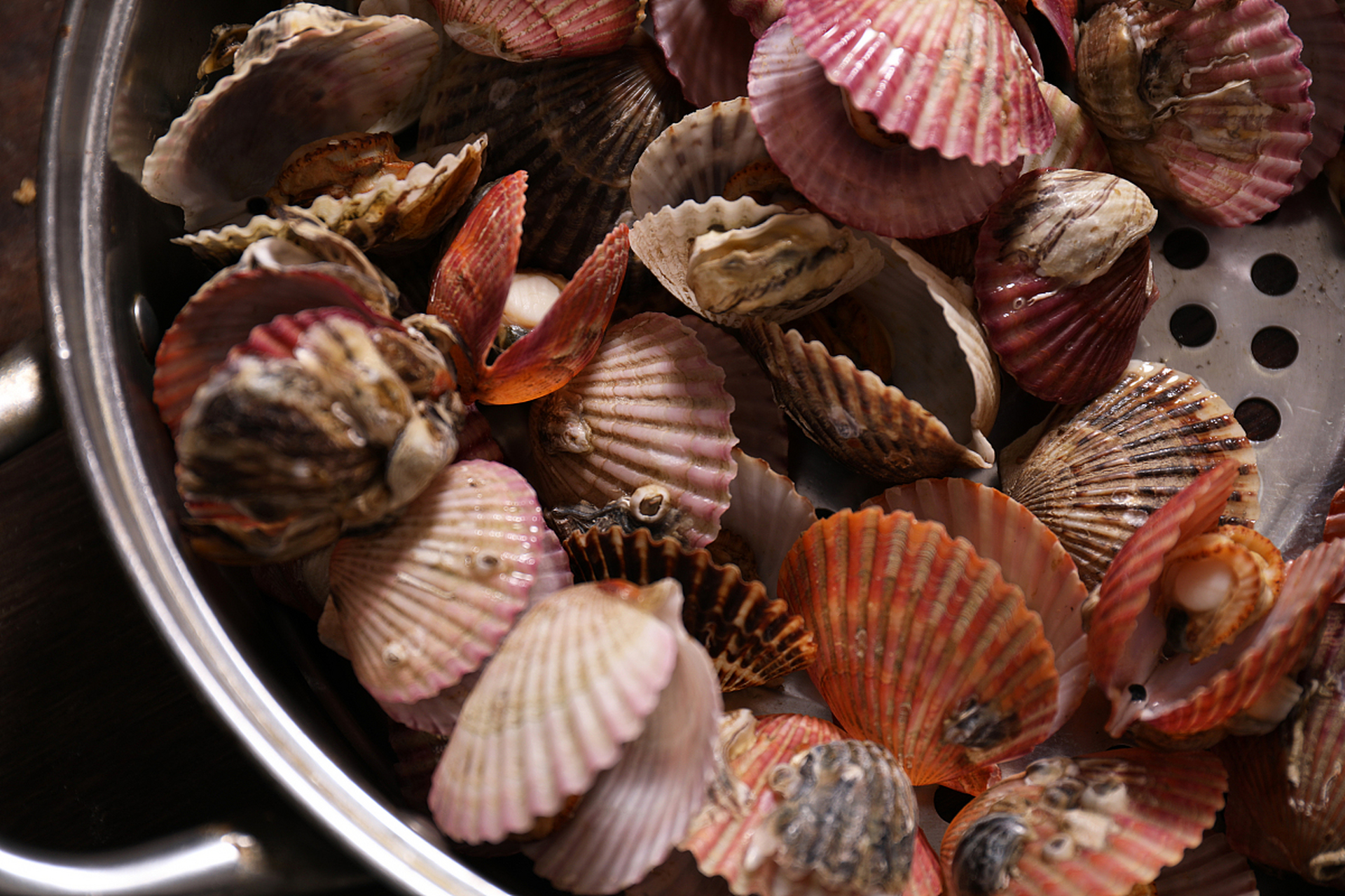 日本核污染水排海后北海道扇贝库存积压!