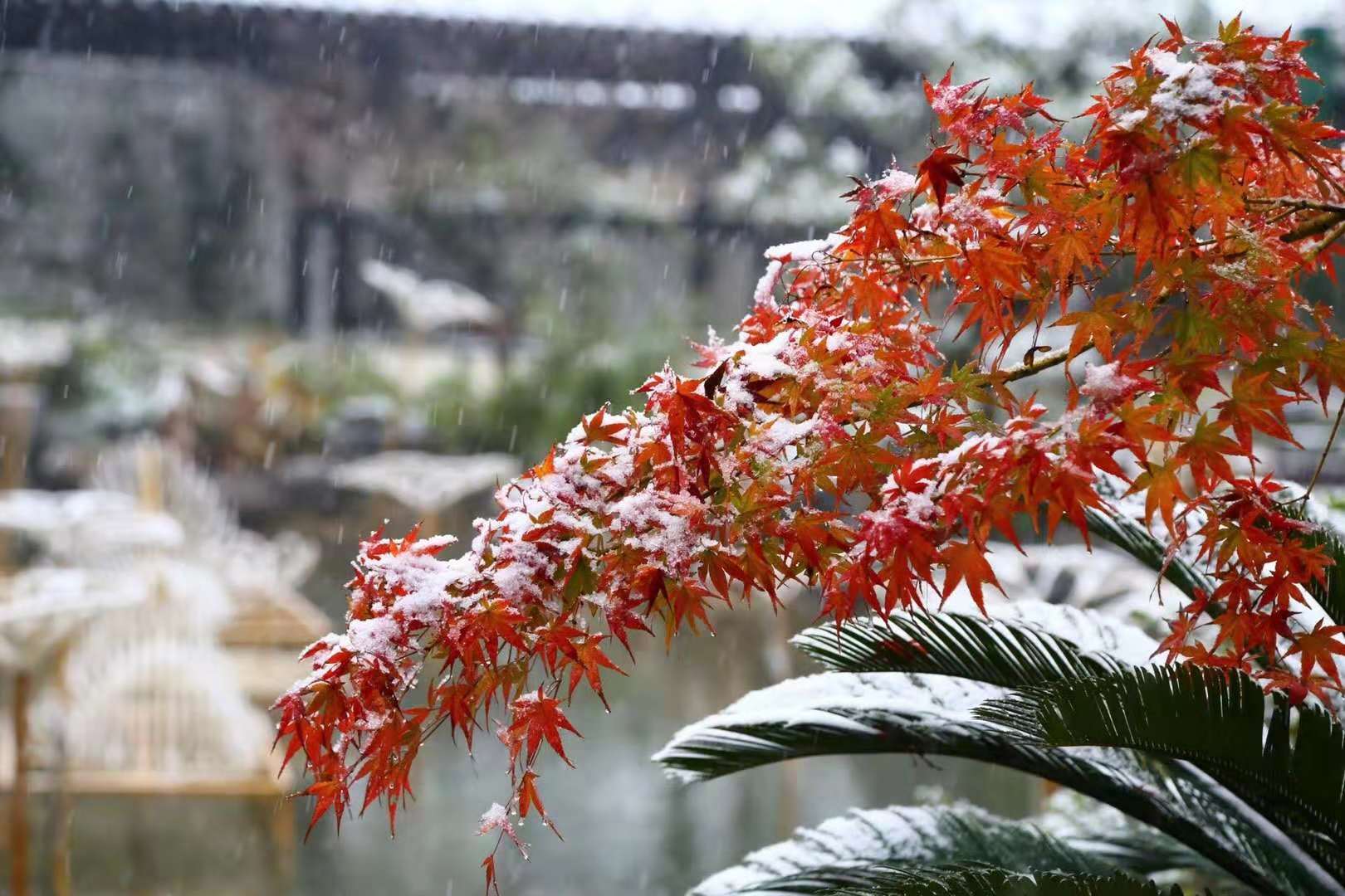 年年雪裡.常插梅花醉.