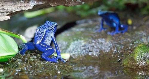 男子到湿地玩耍,发现一只蓝色青蛙,查阅资料后懵了