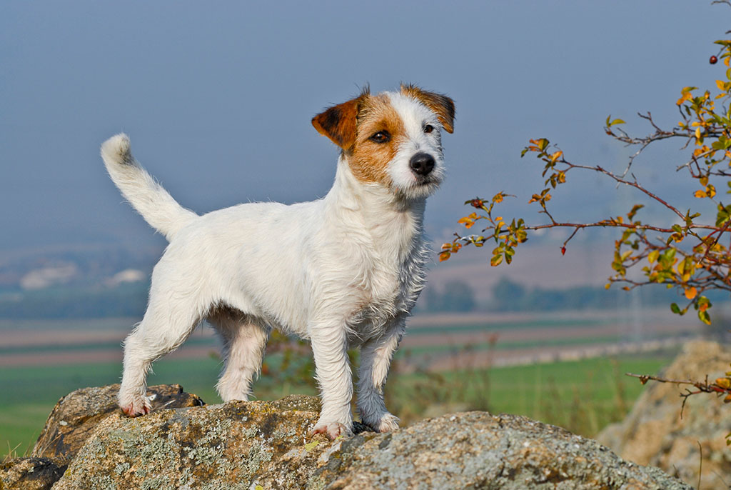 怎样训练杰克罗素梗 可以通过恩威并施方法来训练