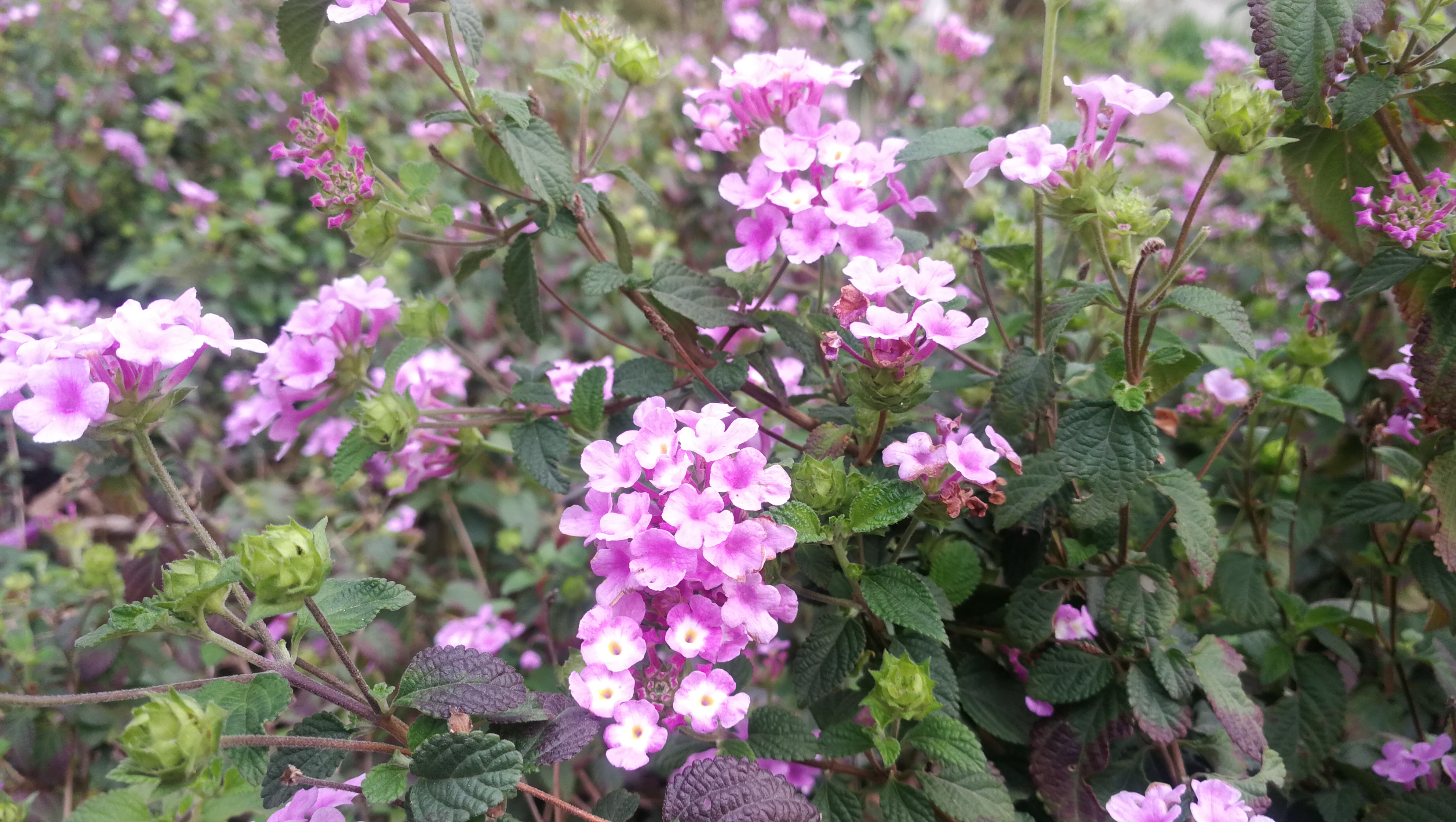 春天到佛山公园里看看花