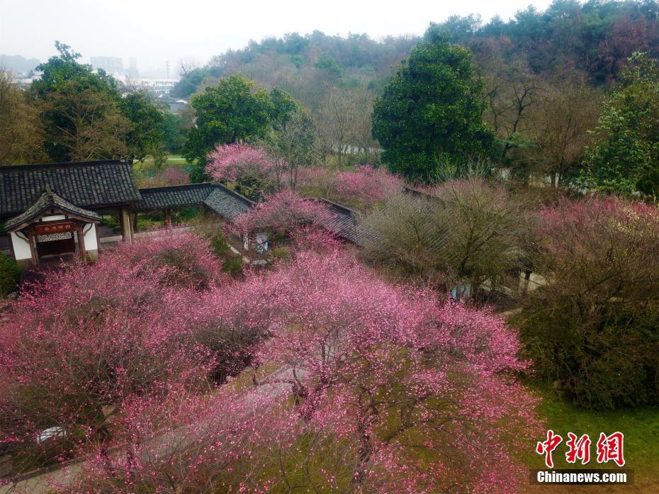 杭州植物園靈峰景區踏春賞梅正當時