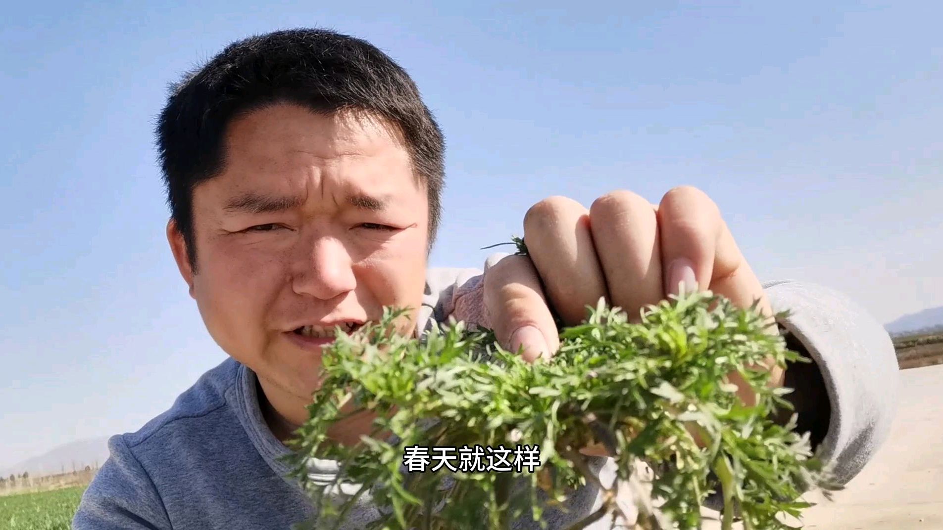 这种野草叫独行菜,它的长相和作用是这样的