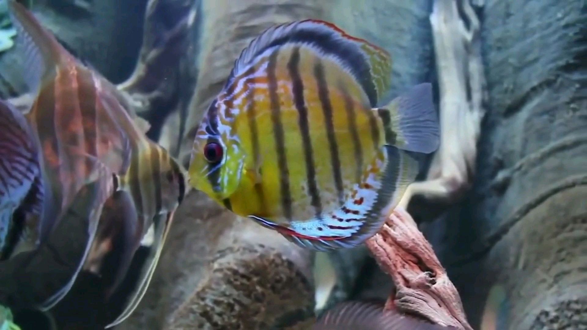 七彩神仙鱼配上埃及神仙,鱼有点儿瘦!这就是自然界的物竞天择!