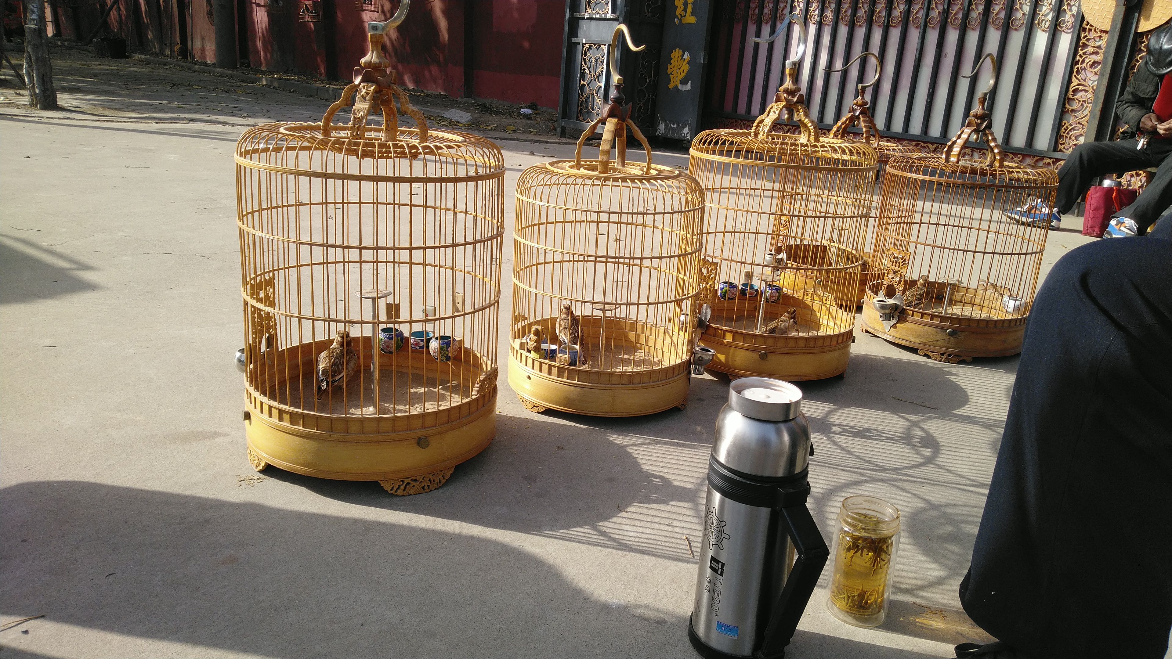 百灵鸟害怕什么?