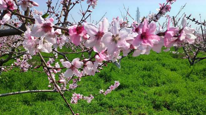 [图]桃花盛开，春天到了，家乡的风景真迷人