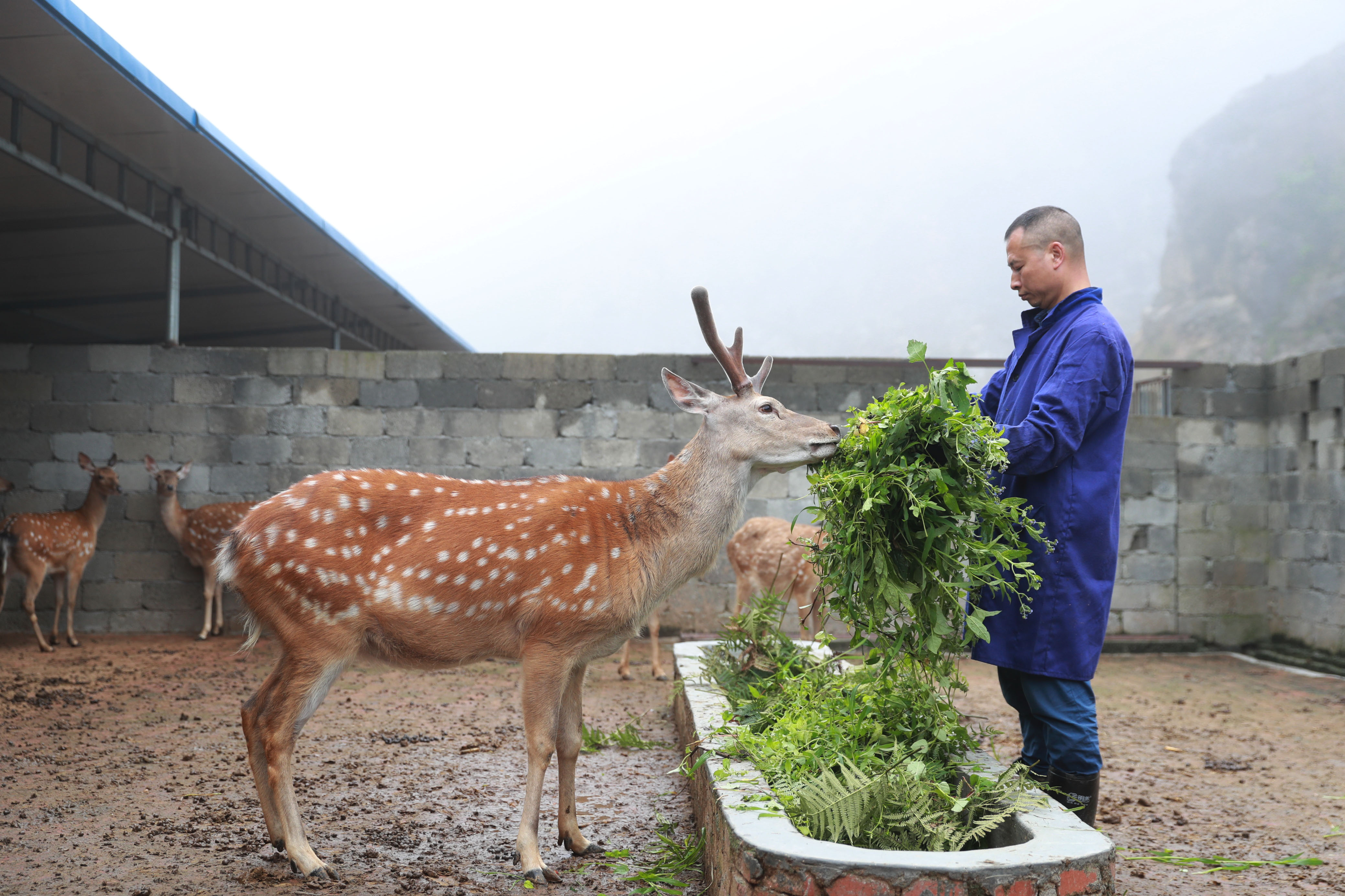 贵州纳雍:梅花鹿养殖托起致富梦(2)