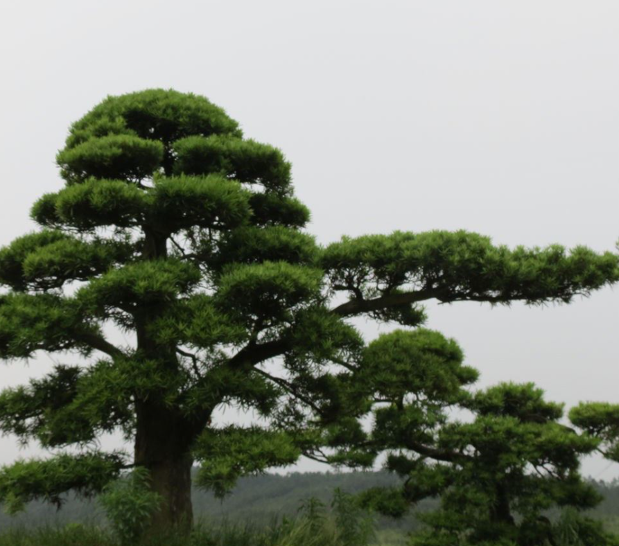 富贵罗汉松,记住这一点,树桩枝叶繁茂,黄叶掉叶全不怕