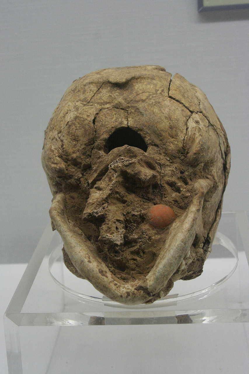 山东沂源县文物普查工作者在土门镇九会村东北发现猿人头盖骨化石