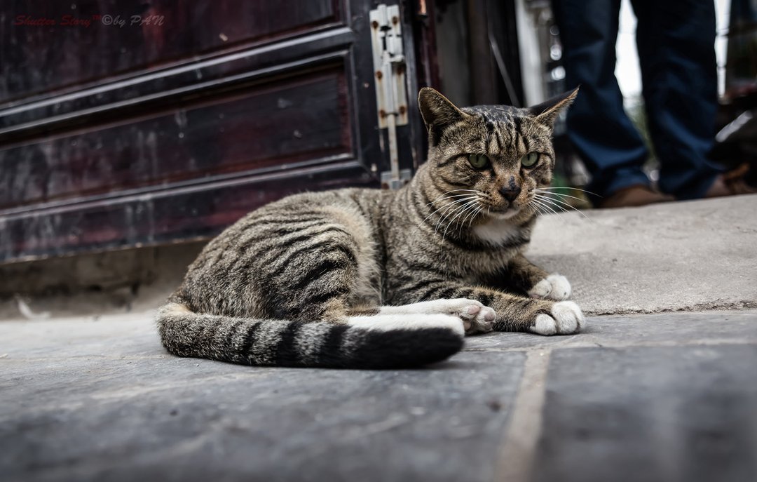 狸花猫那么优秀,为什么那么少人养呢?其实离不开这6个