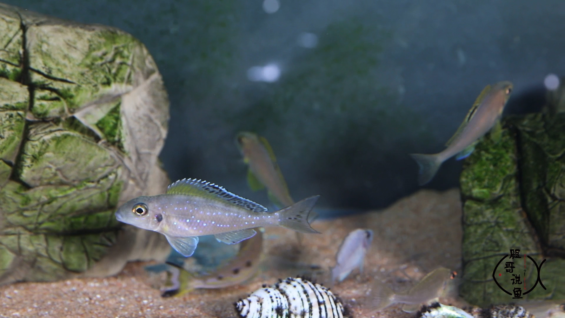 三湖鱼中最美丽的底栖鱼——七彩珍珠,雌雄同态,很好繁殖!