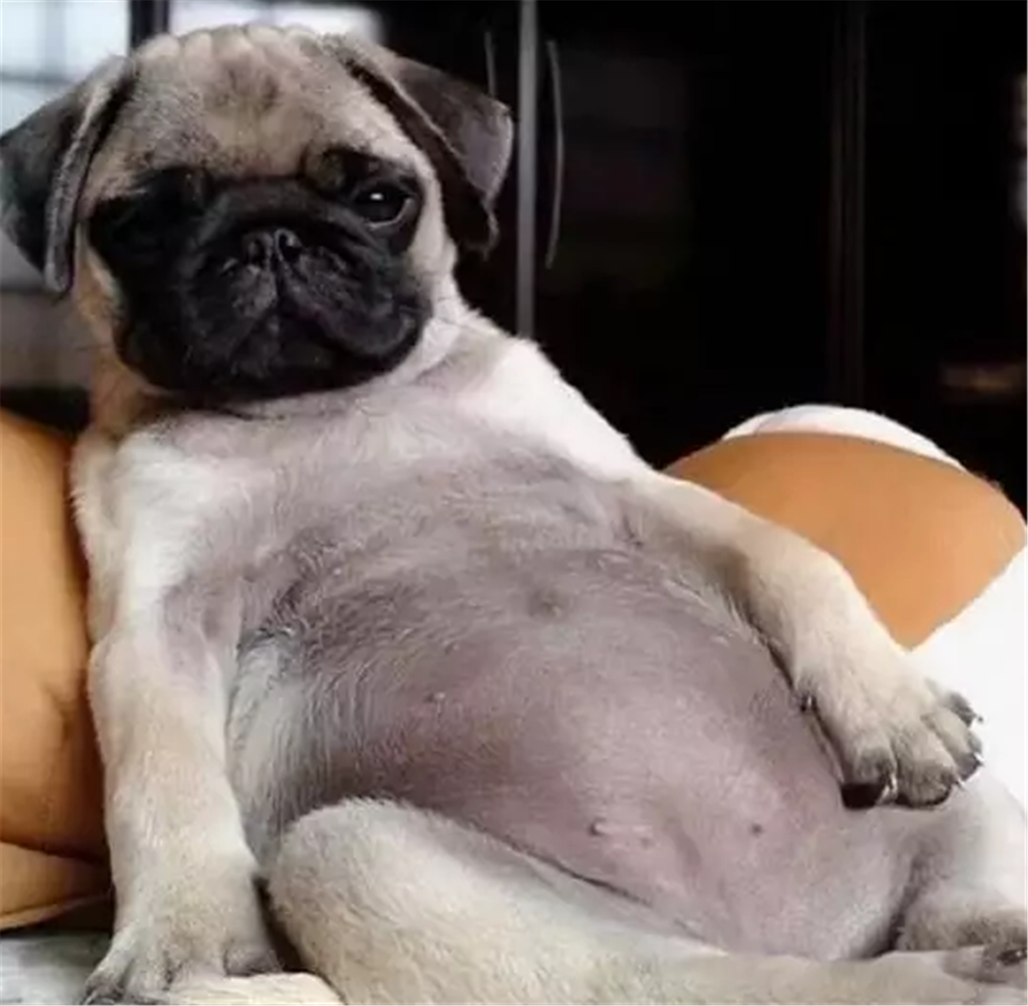 巴哥犬可是贵族皇室的宠儿,虽然巴哥的最初发现的地方是中国,但是