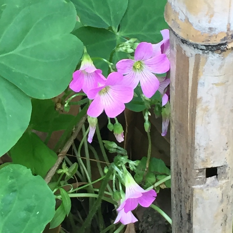 粉红色的几朵炸酱草花