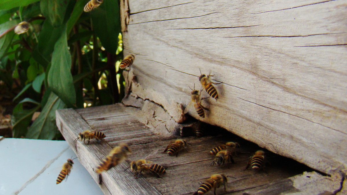 蜜蜂越冬 - 优质问答专区