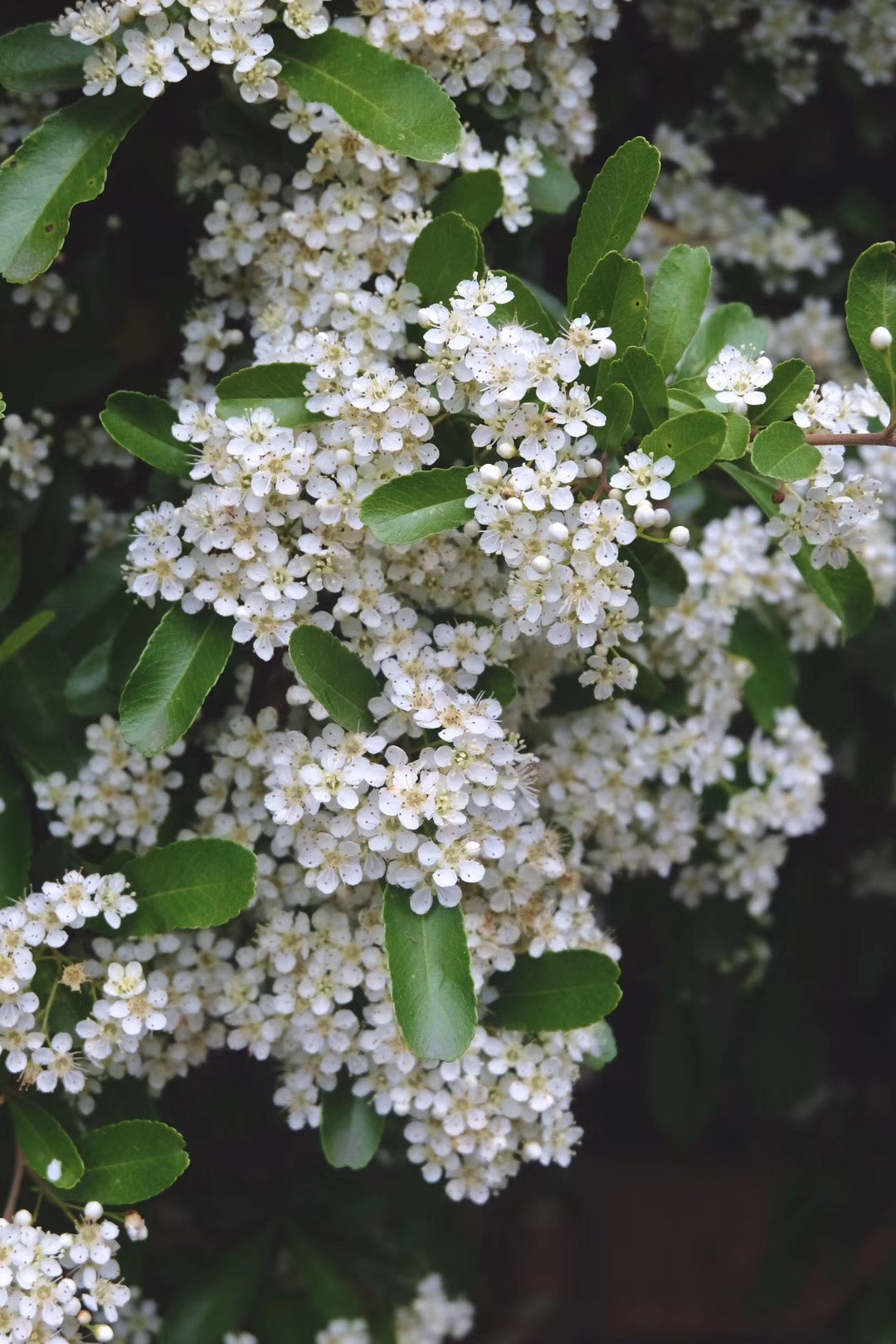 杭州春色花白胜雪四月中——火棘花