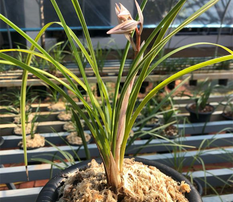 养兰花,记好这"4个"字,芽多又壮!