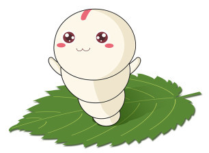 夏蚕养殖注意事项