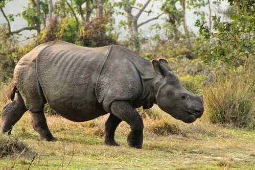 爪哇犀知识科普,这些你可能不知道!