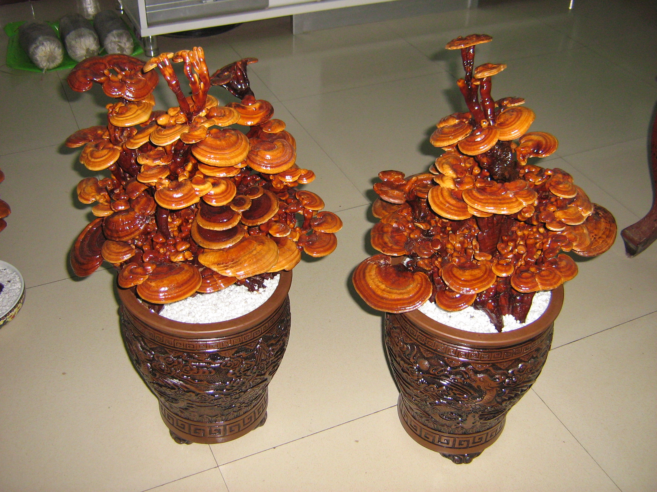 一日一花一诗:灵芝