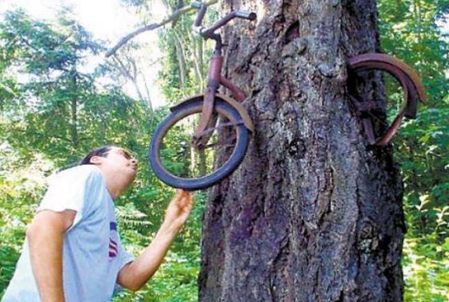 非洲最好色的食人树 4000年来食人无数