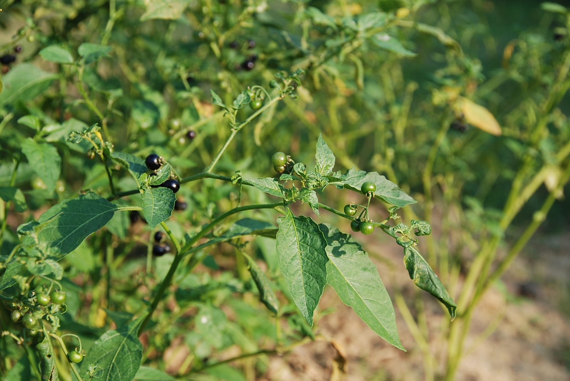 白花菜学名叫龙葵,有些地方叫它假辣椒,因为它与辣椒叶确实长得很像.