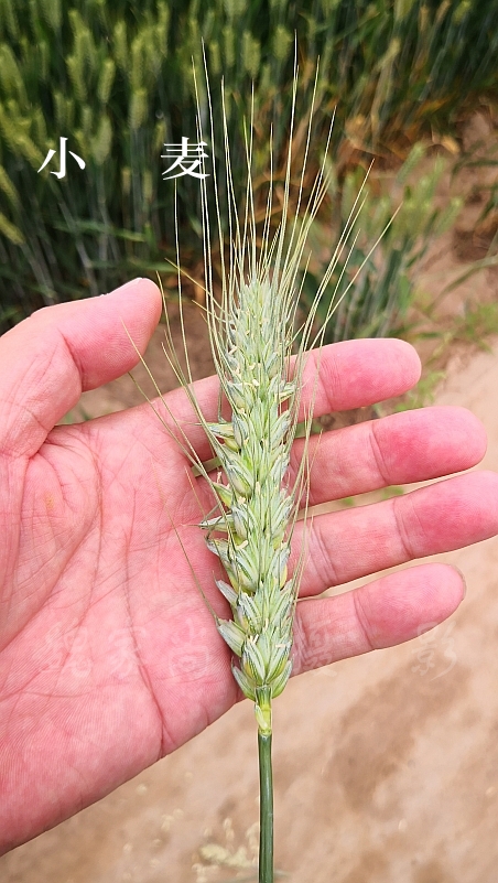 是单子叶植物,是一种在世界各地广泛种植的禾本科植物,小麦的颖果是