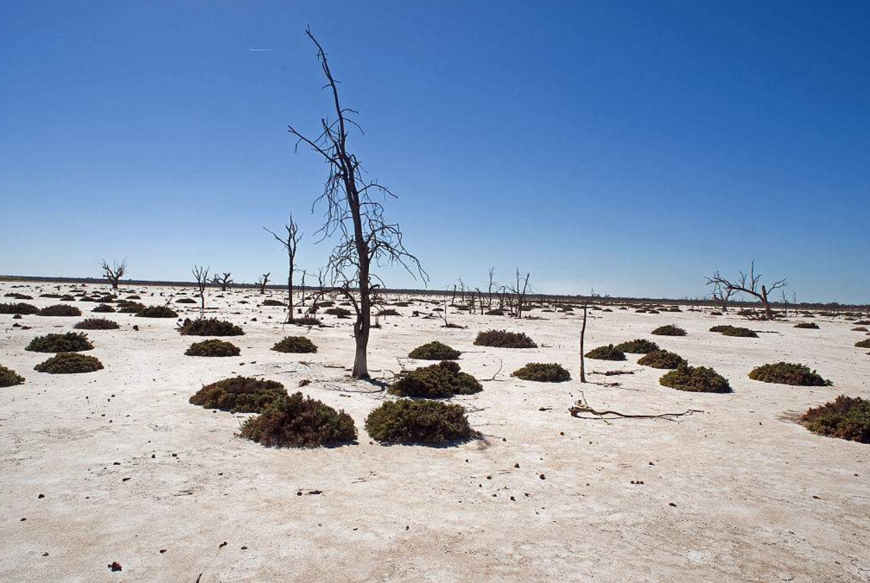 土壤盐渍化不用愁,教你如何治理土壤盐渍化?