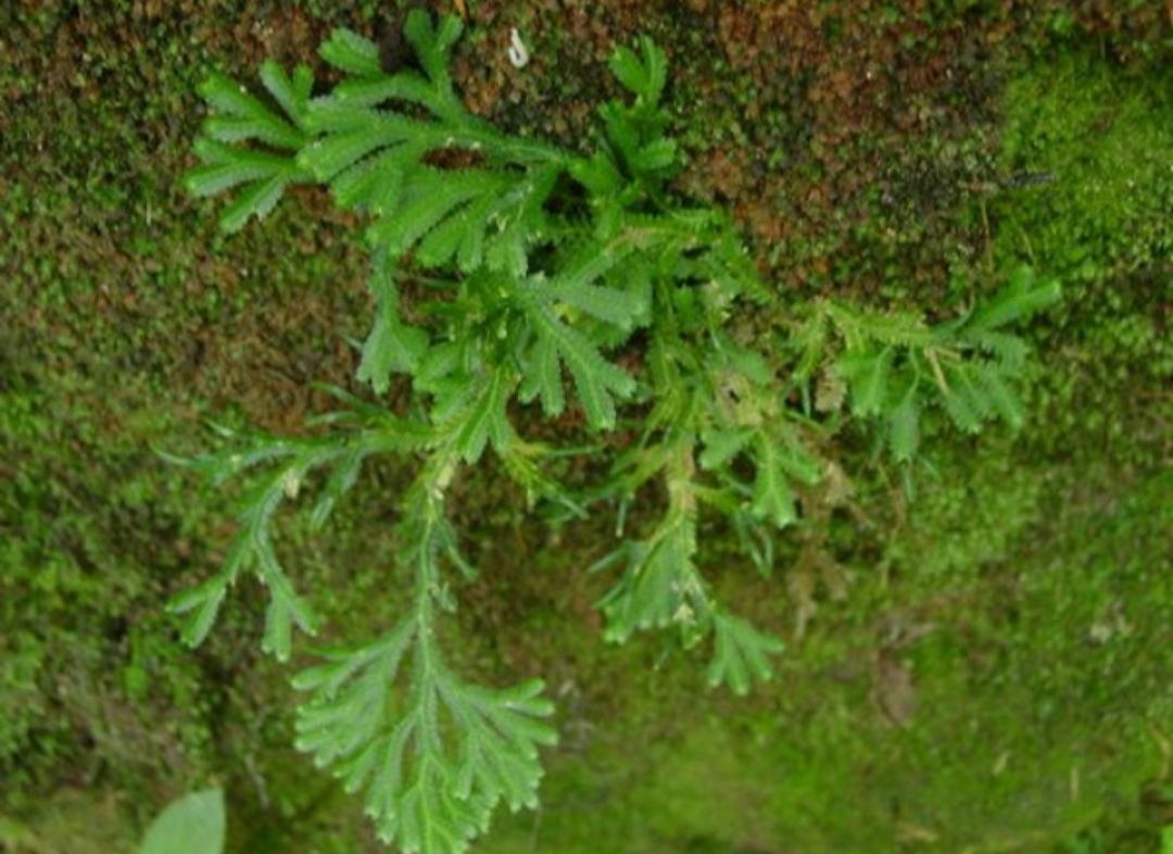 现实中的九死还魂草,及其功效的简单介绍
