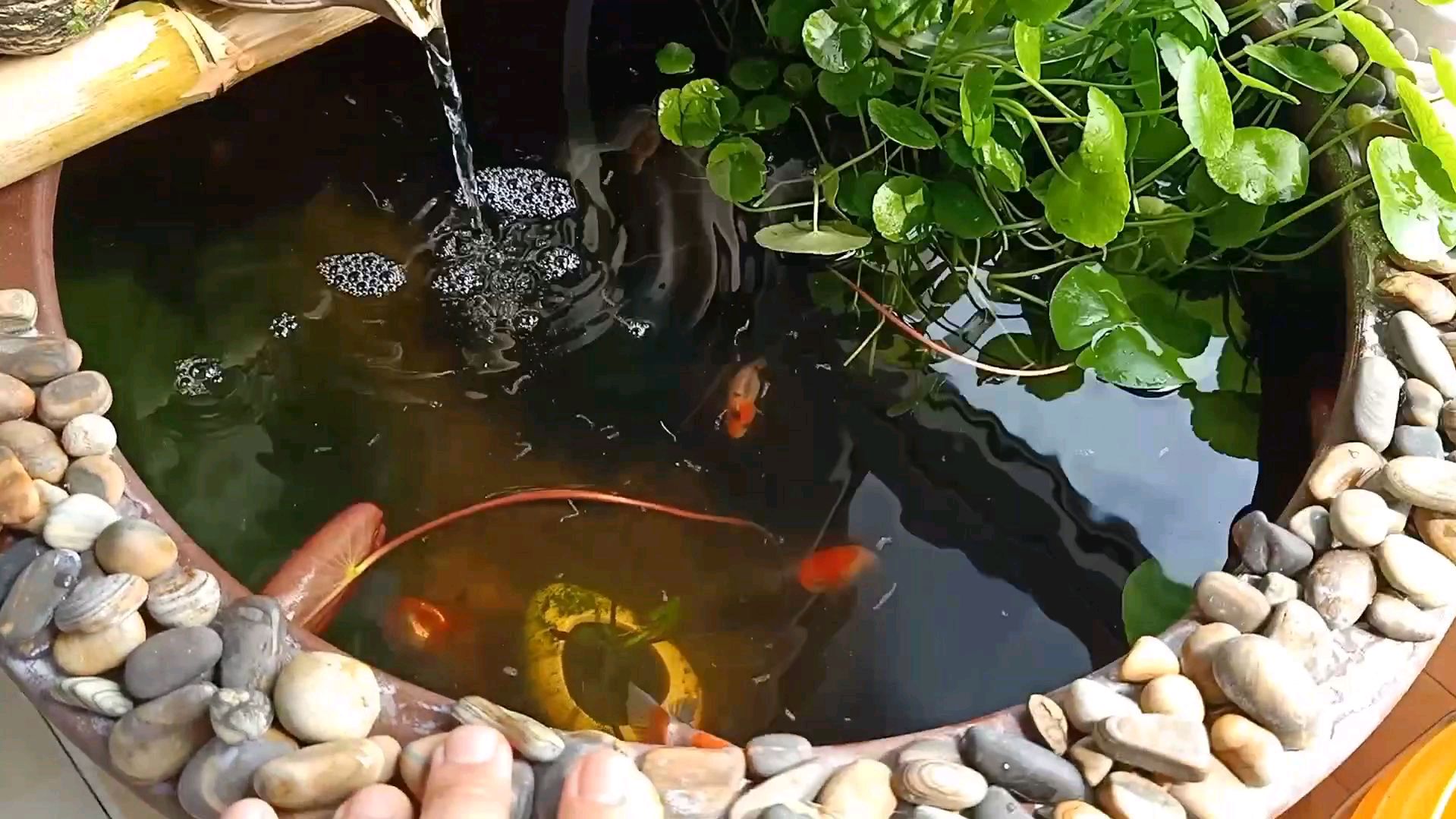 阳光下,瓦盆中,观赏鱼俯视之王,宇野兰寿
