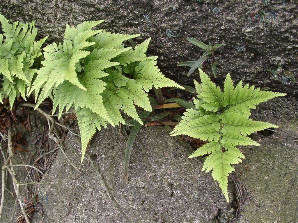 种植骨 - 2020年最新商品信息聚合专区 - 百度爱采购