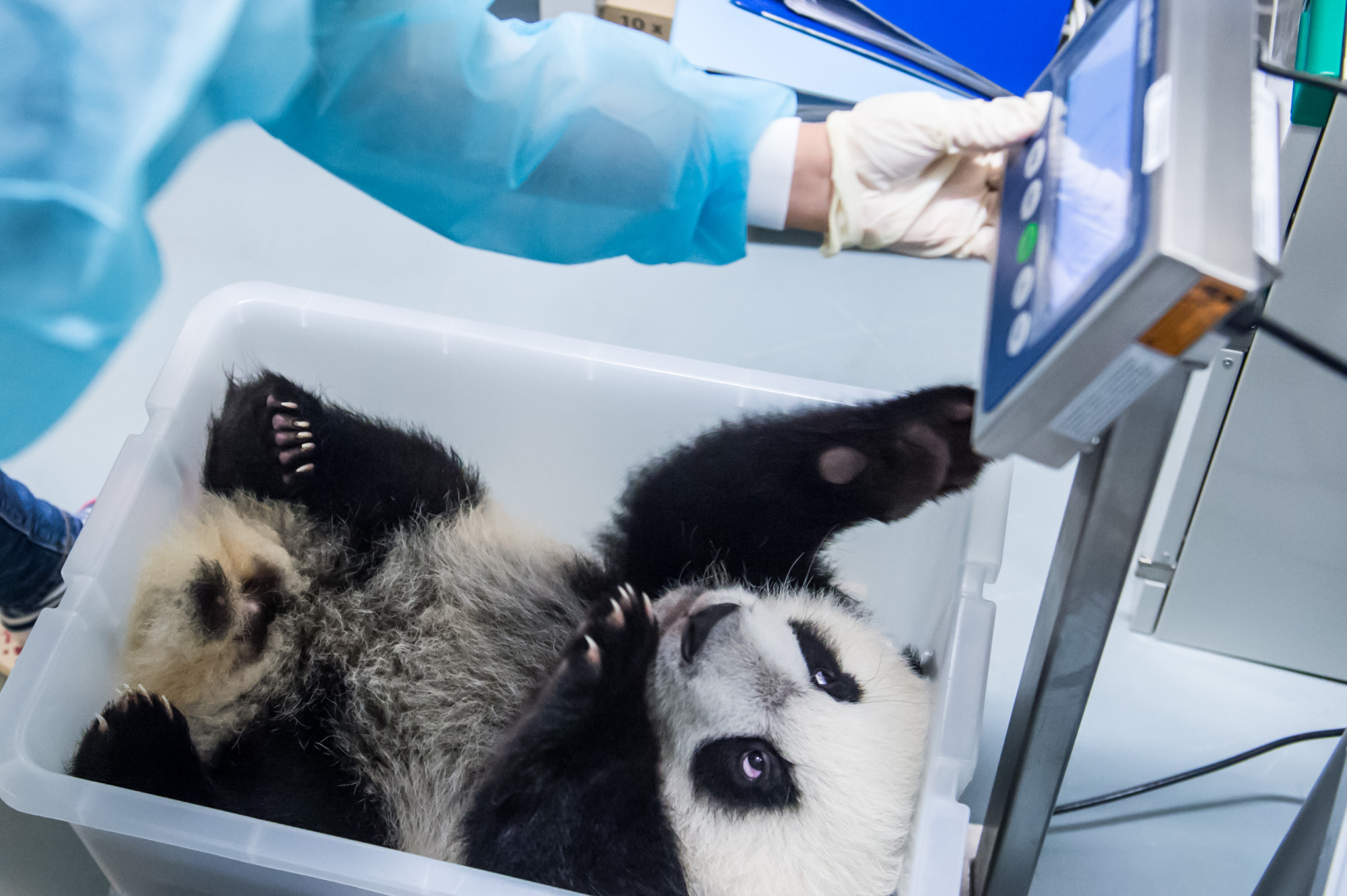 開開心心的日子——澳門大熊貓飼養員的日常