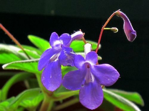 4月发文:喜欢菊花,不如养"稀有品种"墨荷,花色如漆红