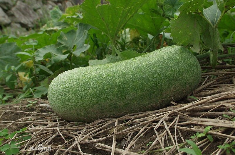 冬瓜果实除作蔬菜外,也可浸渍为各种糖果;果皮和种子药用,有消炎,利尿
