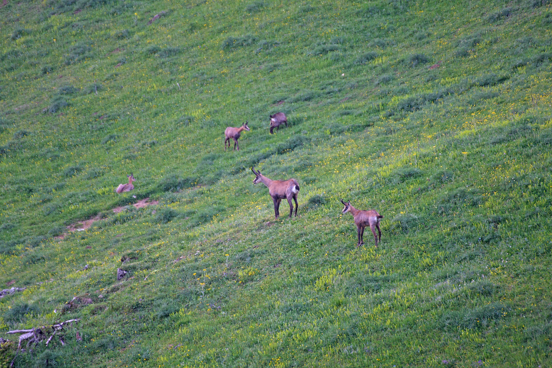 城市大玩家# 北京 白草畔是百花山的主峰,海拔高度2161米,是北京等