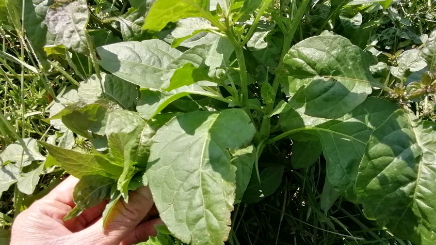 你那有吃这种野菜吗,土话叫野辣椒苗,书名龙葵,你那怎么叫