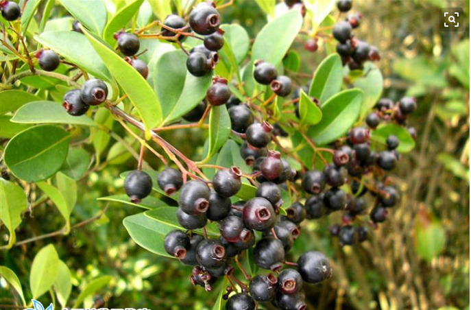 这种黑果子,可是"解毒小能手",家里养一盆,不怕小病痛!