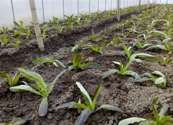 怎么种植莴苣比较好吃,提供充足的肥料是关键,其次要多浇水