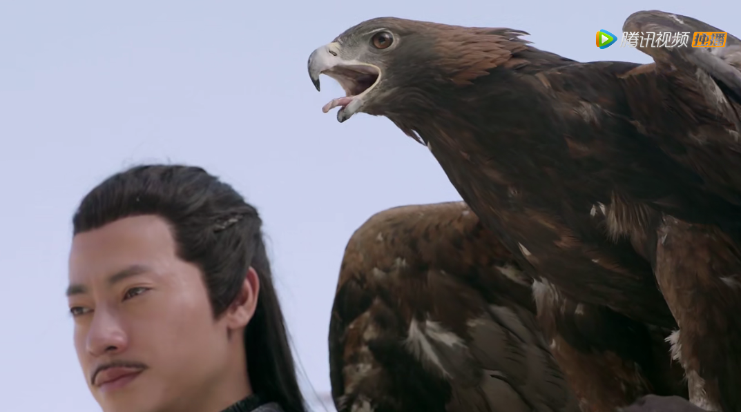 倚天屠龙记殷野王出场,他的鹰赚足了眼球,网友:演技最佳